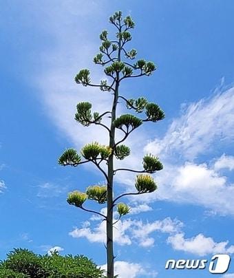 본문 이미지 - 제주 서귀포 남원읍에서 꽃을 피운 용설란. 용설란은 잎의 모양이 용의 혀를 닮았다고 해 붙여진 이름이며 멕시코가 원산인 줄기 없는 다육식물이다. 테킬라 술의 재료로도 사용되지만 국내에서는 주로 관상용으로 기른다. 꽃이 100년 만에 핀다는 의미로 세기 식물(century plant)로 불리기도 한다.(제주농업기술센터 제공)2021.7.23/뉴스1ⓒ News1