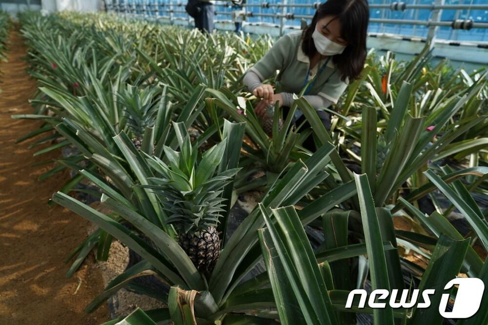 본문 이미지 - 해남군 농업기술센터 첨단하우스에서 재배중인 팡니애플ⓒ 뉴스1