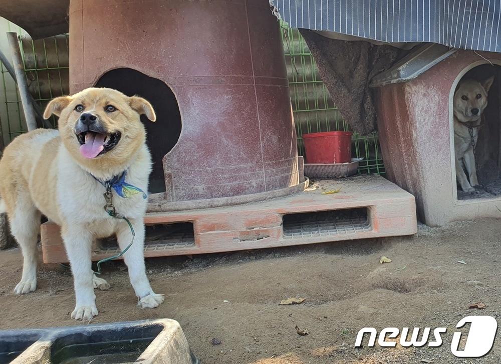본문 이미지 - 경기 한 지역에 사는 마당개들. (사진은 기사 내용과 무관함) / 뉴스1 ⓒ News1 최서윤 기자