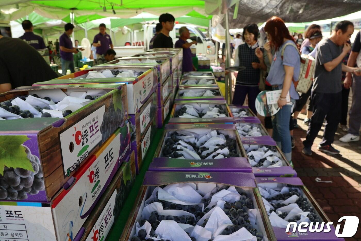 본문 이미지 - 코로나19 사태 이전 영동포도축제. ⓒ 뉴스1
