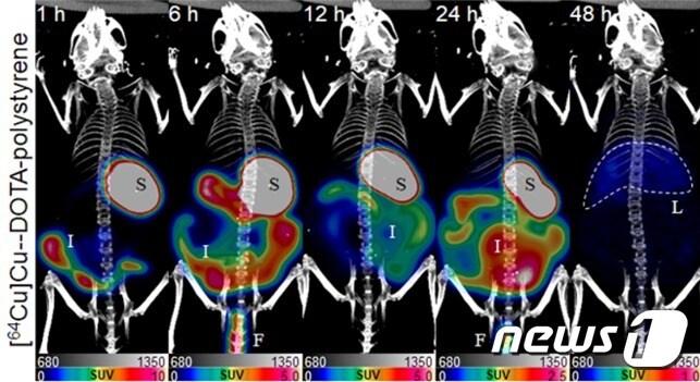 본문 이미지 - 방사성 구리를 표지한 미세플라스틱 폴리스티렌의 체내 흡수 경로 (한국원자력의학원 제공) 2021.07.07 /뉴스1