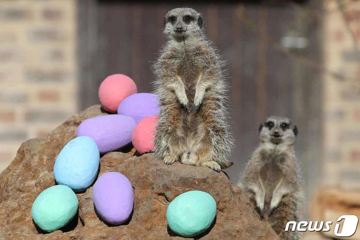 영국 런던 동물원에 살고 있는 미어캣 2마리. 2017.04.13 ⓒ AFP=뉴스1