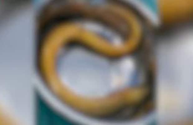 본문 이미지 - 변비 해소를 위해 항문에 장어를 삽입한 중국 남성이 목숨을 잃을 뻔했다. (글로벌타임스 갈무리) ⓒ 뉴스1