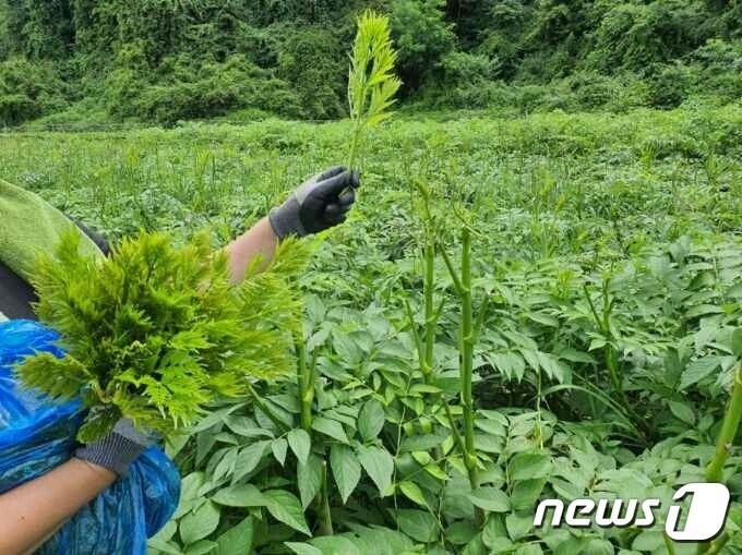 본문 이미지 - 전북 진안군이 임가의 소득증대를 위해 여름 두릅 재배를 지원하고 있다.(진안군제공)2021.8.10/뉴스1