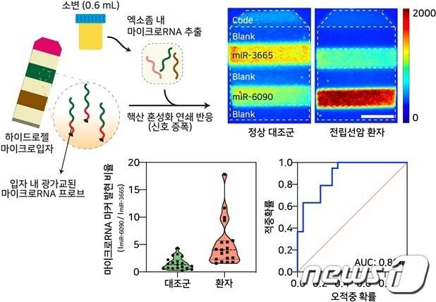 본문 이미지 -  전립선암 환자군과 정상 대조군의 소변 유래 엑소좀 내 마이크로RNA 동시 다중 신호 증폭 및 임상진단 활용 가능성 검증(그림제공:한국과학기술연구원, 고려대 김준범 학생연구자)ⓒ 뉴스1