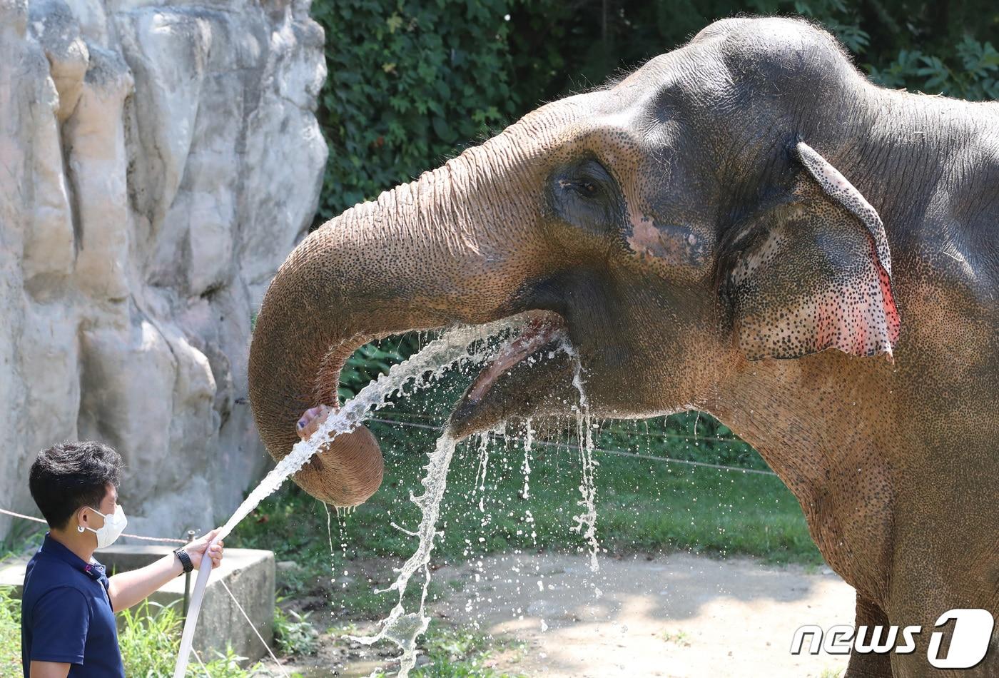 22일 폭염특보가 발령된 대전·충남은 최고 체감온도 33~35도 안팎의 폭염이 이어질 것으로 예보됐다. 대전 중구 오월드에서 사육사가 코끼리에게 물을 뿌려주며 더위를 식혀주고 있다. /뉴스1 ⓒ News1 김기태 기자
