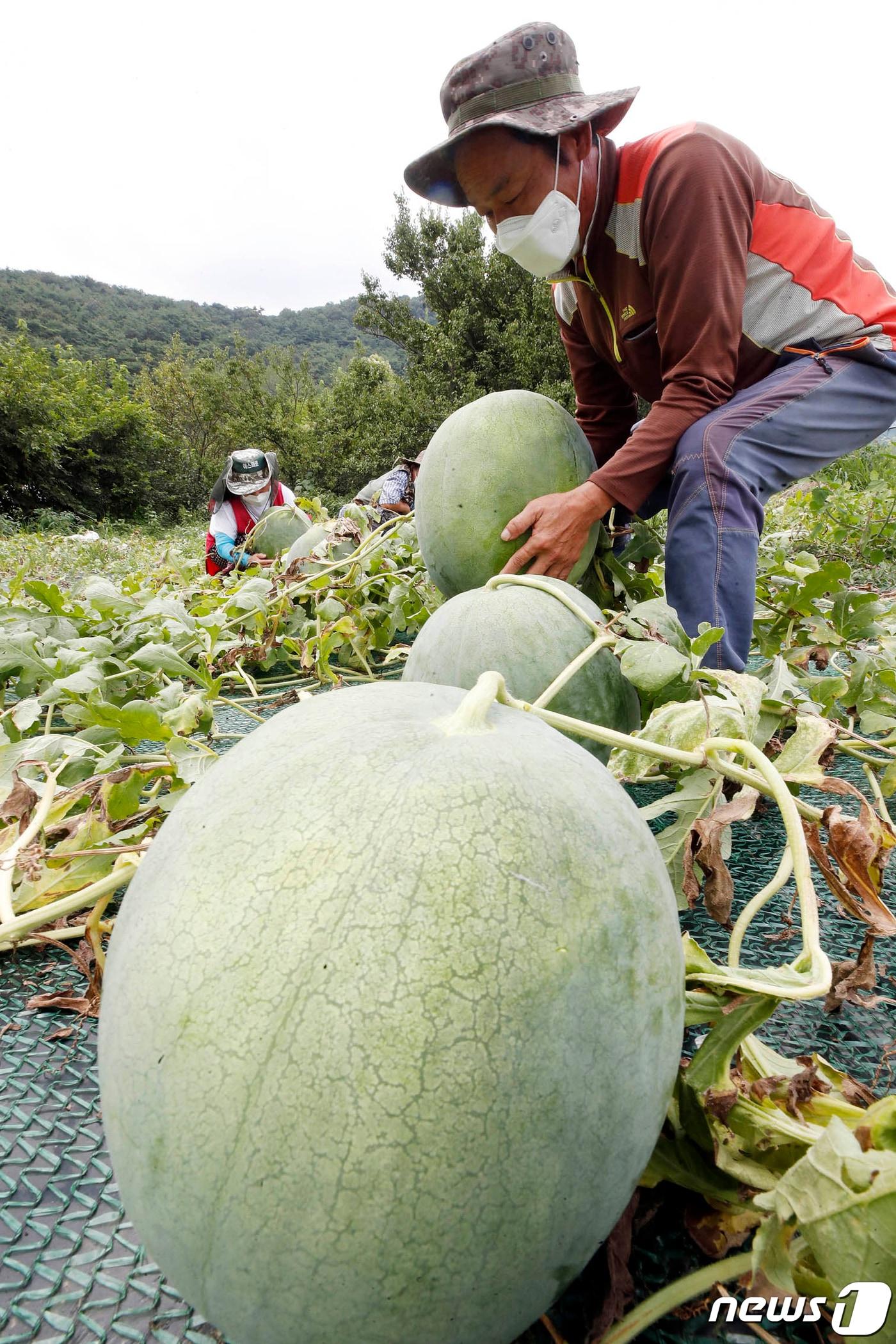 본문 이미지 - 12일 광주 북구 금곡동 무등산수박 인근 노지에서 작목반 회원들이 탐스럽게 익은 무등산수박(일명 푸랭이)을 수확하고 있다. ⓒ News1 DB