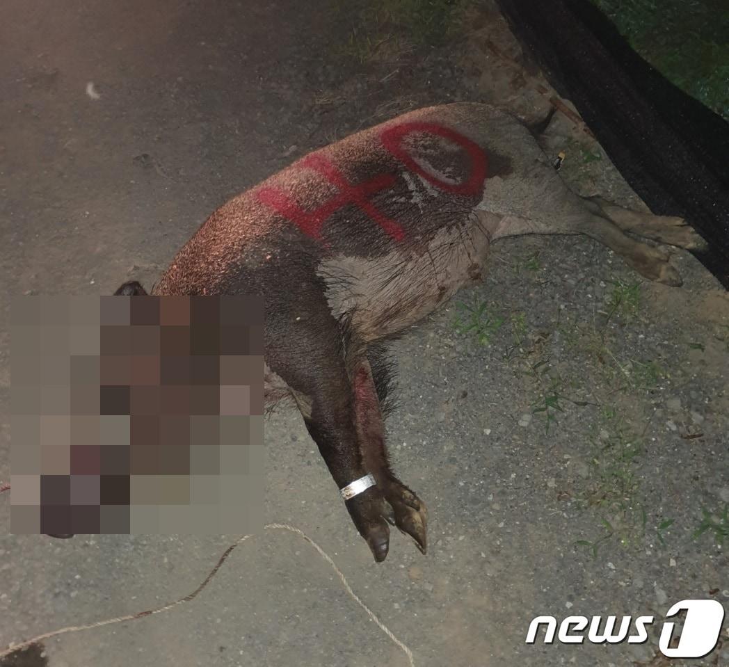 본문 이미지 - 제주시 아라동에서 포획된 무게 230kg 야생 멧돼지(독자 제공)ⓒ 뉴스1ⓒ 뉴스1