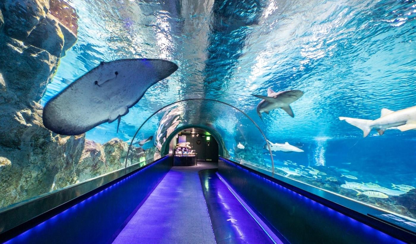 인터컨티넨탈 아쿠아리움 원정대 패키지.ⓒ 뉴스1