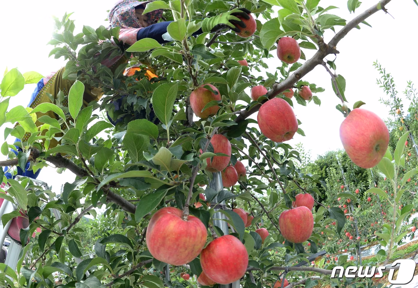 17일 경남 거창군 고제면 봉산리 느티나무 사과 과수원에서 가을 첫 사과 홍로를 수확 하고 있다. (거창군 제공) 2021.8.17/뉴스1