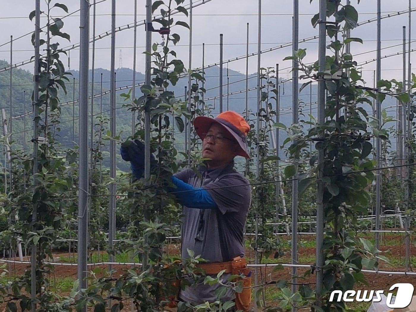 본문 이미지 - 기아자동차 출신의 김홍태 홍 애플팜 대표. 2017년 강원 정선군으로 귀농해 고품질 사과를 재배, 연내 5톤의 사과를 생산할 것으로 예상하고 있다. (홍 애플팜 제공) 2021.8.21/ 뉴스1