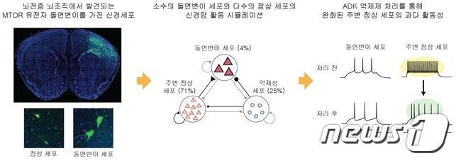 본문 이미지 - 유전체학, 신경생물학, 계산뇌과학 분야에 걸친 공동 연구를 통해 발견한 뇌전증 관련 발작활성도의 완화 효과(그림제공:KAIST )ⓒ 뉴스1