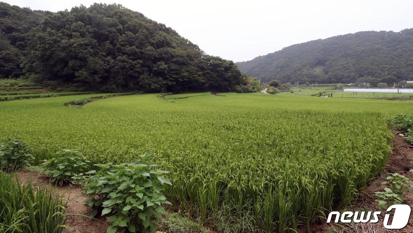 26일 세종시 전의면 신방리에 위치한 윤희숙 국민의힘 의원 부친의 농지. 윤 의원의 부친은 지난 2016년 5월 이 일대 농지 3300여평을 8억원에 구입했으며 현재 호가로 약 18억원까지 뛴 것으로 알려졌다. ⓒ News1 장수영 기자