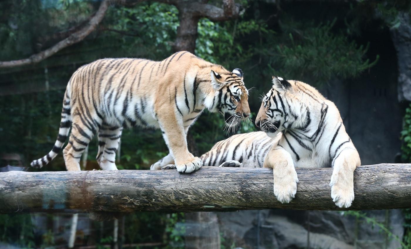 에버랜드 한국호랑이 (왼쪽부터)무궁·태범.. (제공 삼성물산 리조트부문)ⓒ 뉴스1