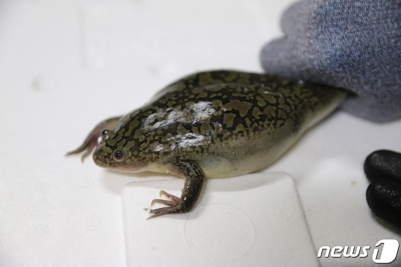 아프리카발톱개구리(인천본부세관 제공)2021.8.4/뉴스1 ⓒ News1 박아론 기자