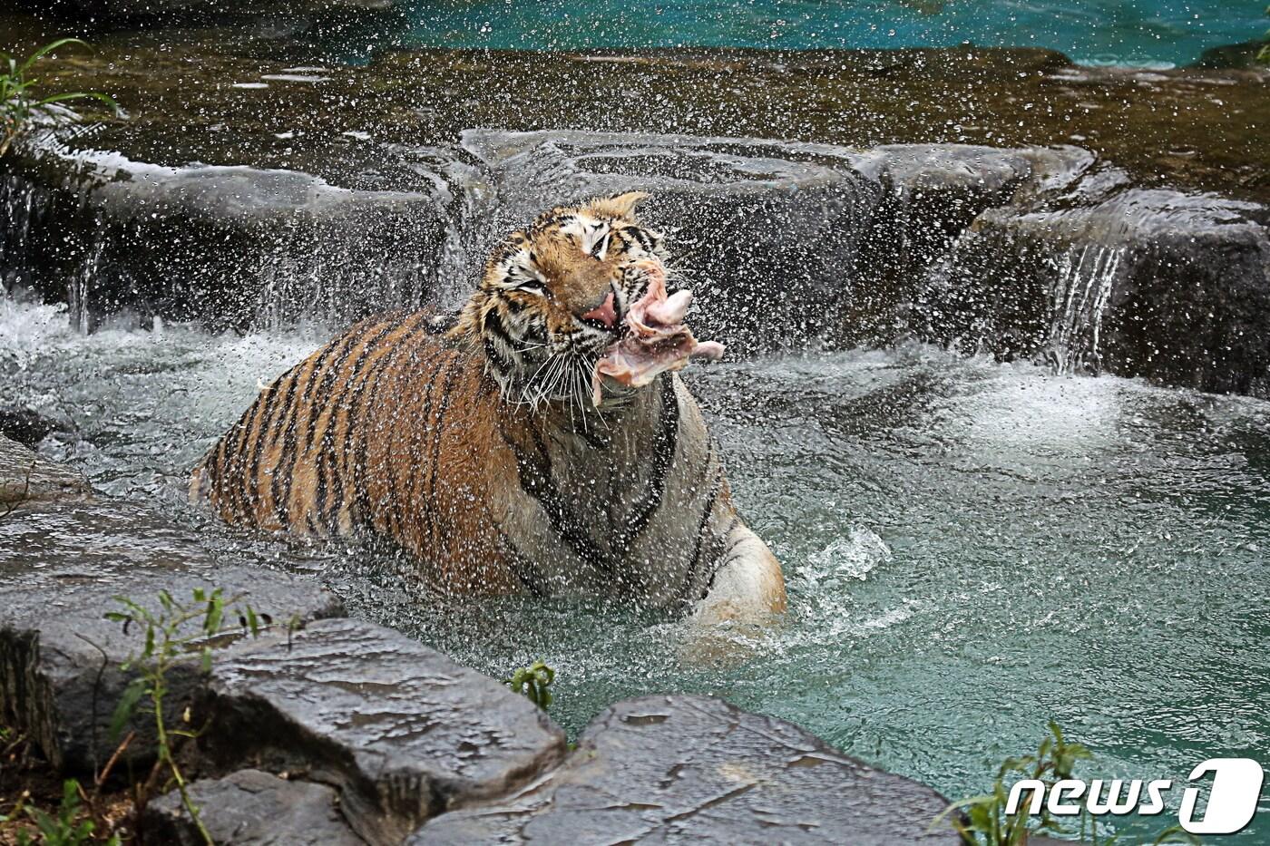 서울대공원에서 시베리아 호랑이가 생닭을 건져 먹고 있다(서울대공원 제공).ⓒ 뉴스1