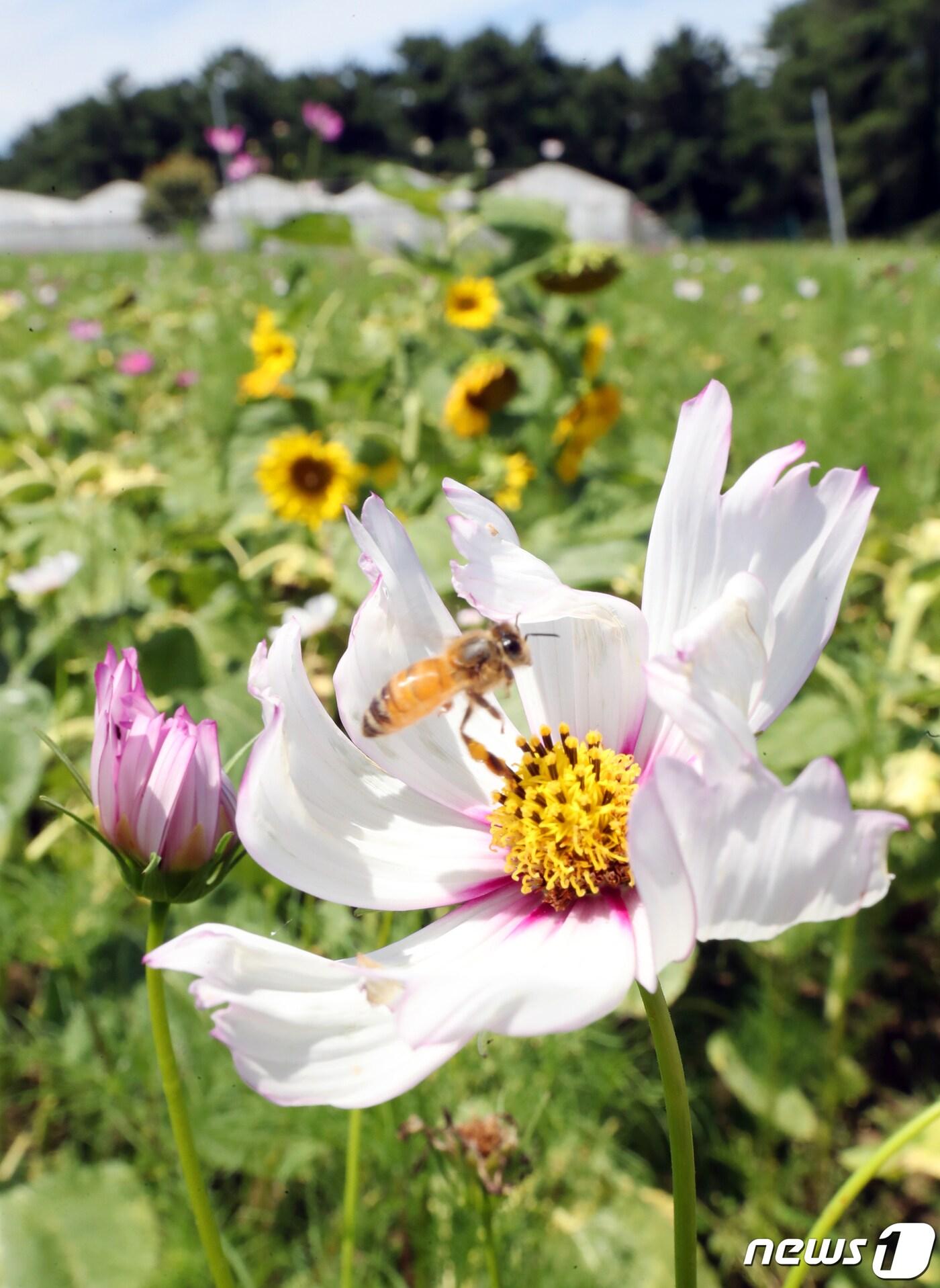 본문 이미지 - 제주시 애월읍 항파두리 항몽유적지 코스모스밭에 꿀벌이 날아들고 있다. 2021.8.6/뉴스1 ⓒ News1 오현지 기자