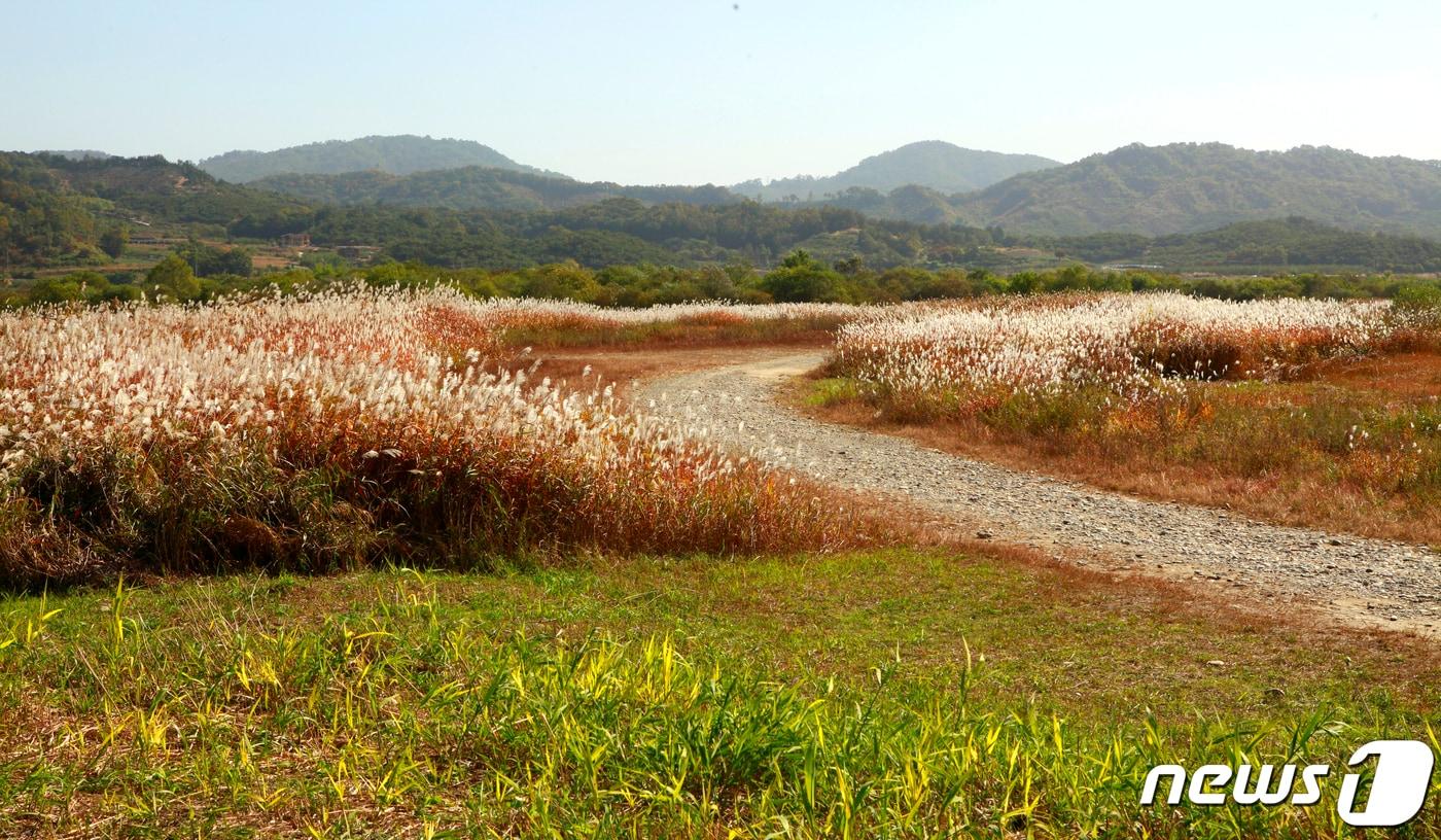 본문 이미지 - 충주 비내섬 ⓒ 뉴스1