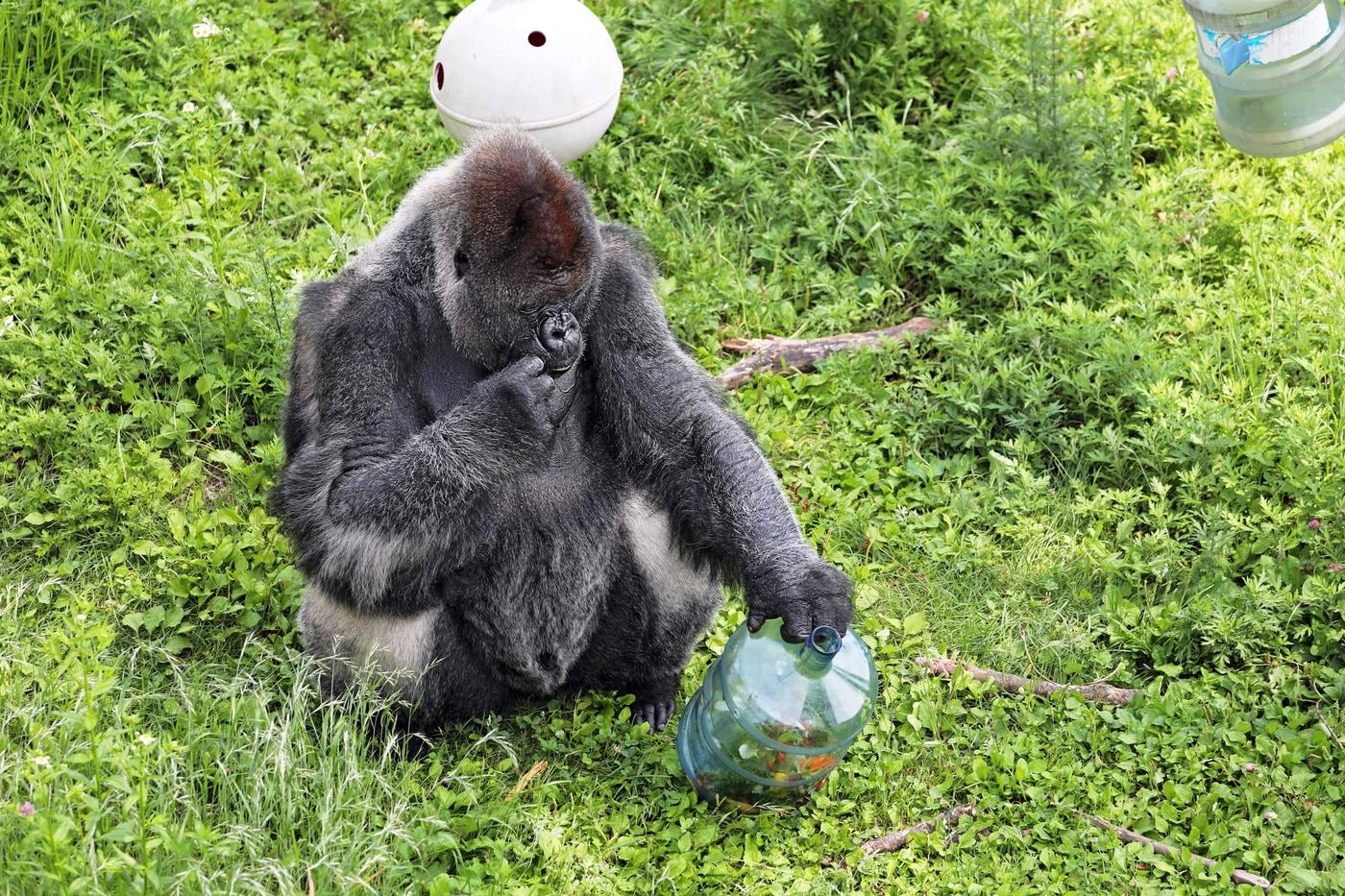 본문 이미지 - 서부 로랜드 고릴라(서울대공원 제공).ⓒ 뉴스1