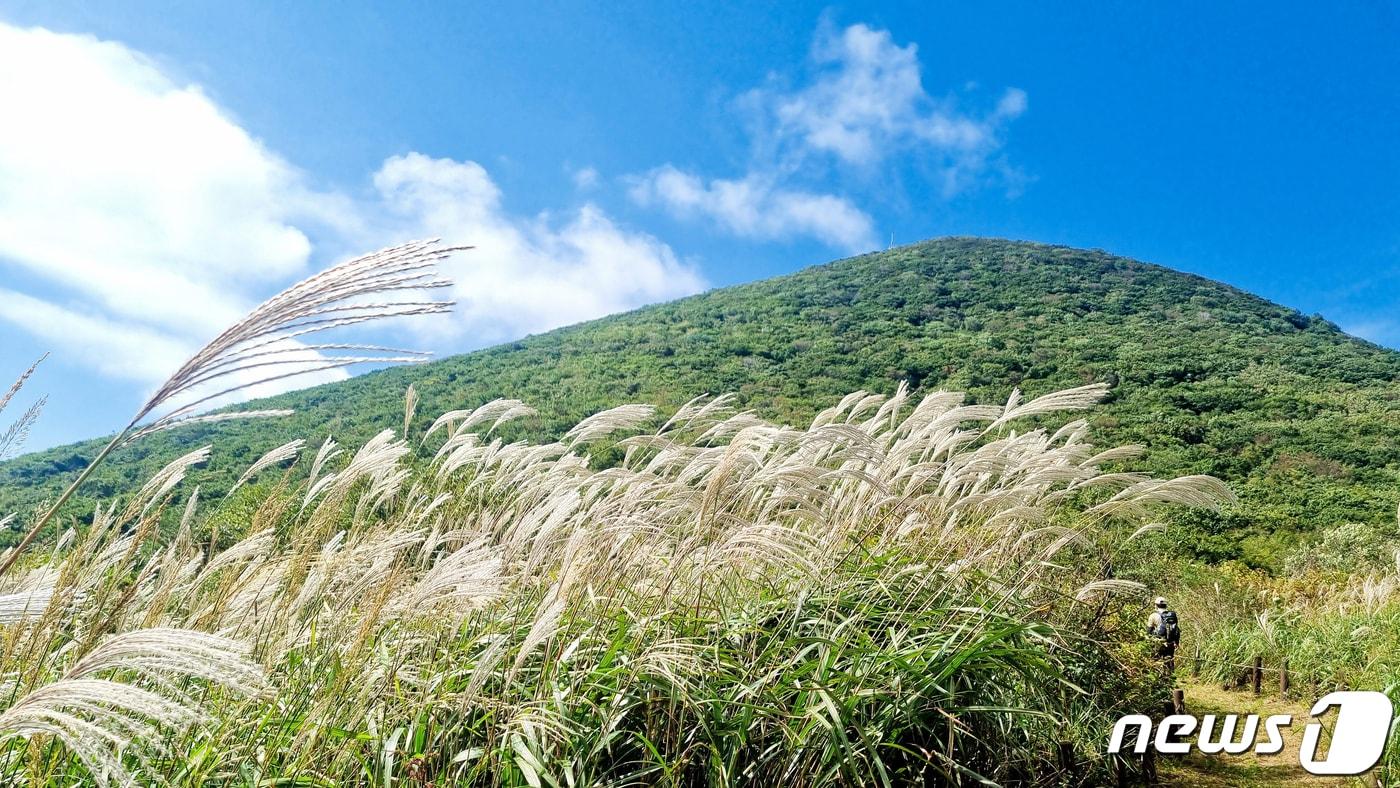 본문 이미지 - 28일 무등산국립공원동부사무소는 백마능선과 억새평전의 억새가 지난 18일 개화를 시작해 10월 말쯤 절정에 이를 것으로 예상된다고 밝혔다. 사진은 억세평전의 모습.(무등산국립공원동부사무소 제공) 2021.9.28/뉴스1 ⓒ News1 황희규 기자