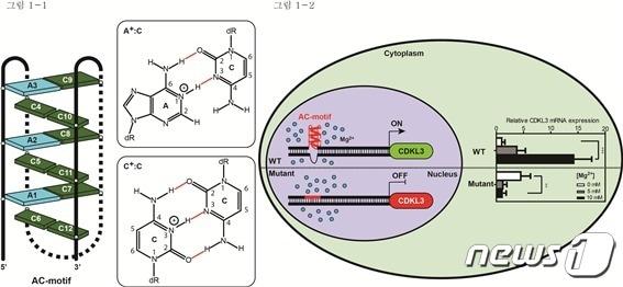 본문 이미지 - AC-motif의 구조와 세포 내 유전자 발현 조절 기능에 대한 모식도(그림제공:성균관대 김경규 교수) ⓒ 뉴스1
