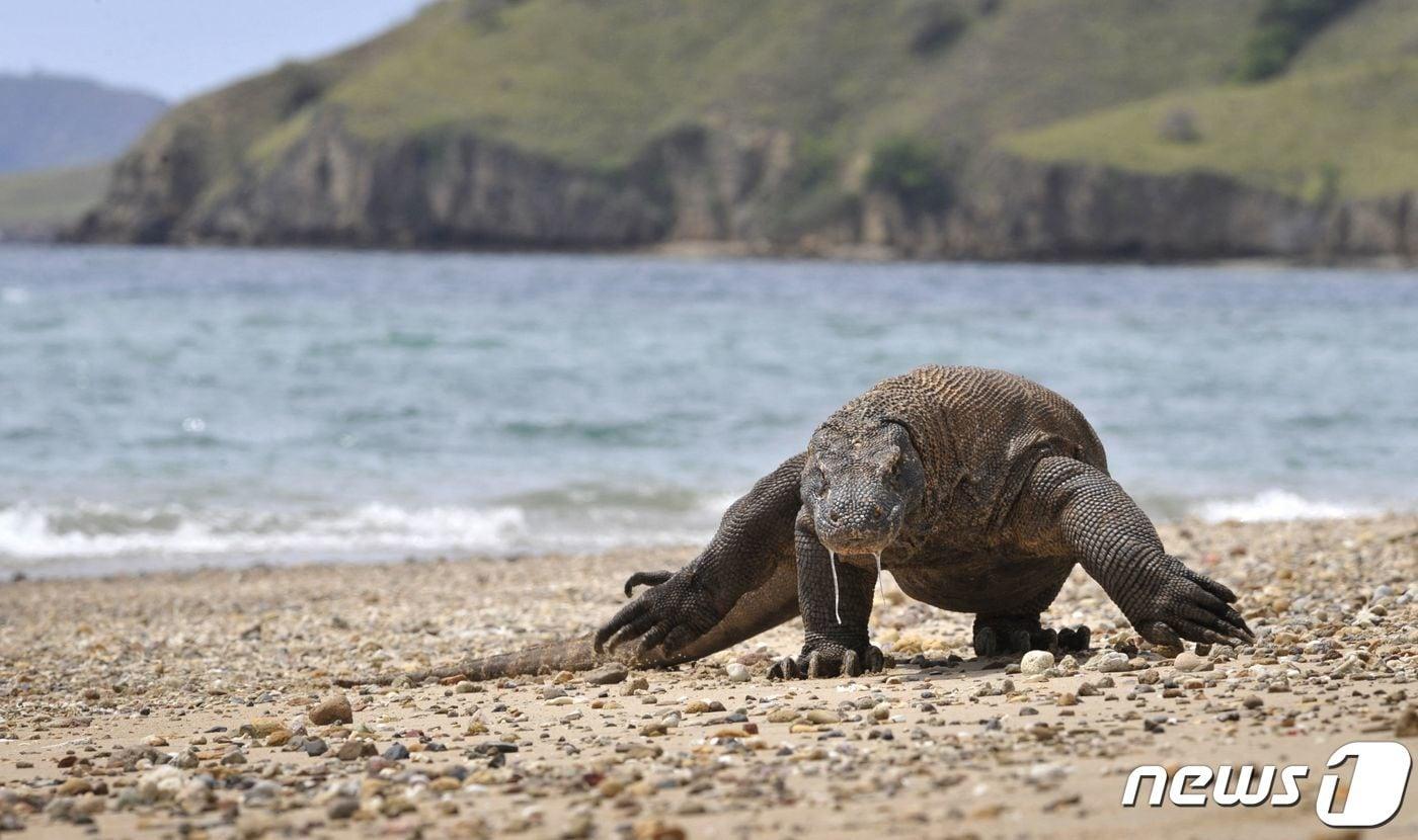 본문 이미지 - 인도네시아 코모도섬에 서식하고 있는 코모도왕도마뱀 2010.12.02 ⓒ AFP=뉴스1