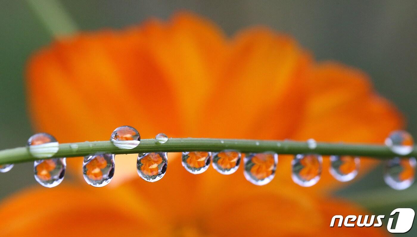 절기상 백로(白露)를 하루 앞둔 6일 대전 유성구 유림공원에 핀 황화코스모스에 빗물이 맺혀 있다. 백로는 흰 이슬이라는 뜻으로 이때쯤이면 밤 기온이 이슬점 이하로 내려가 풀잎이나 물체에 이슬이 맺히는 데서 유래한다. 2021.9.6/뉴스1 ⓒ News1 김기태 기자