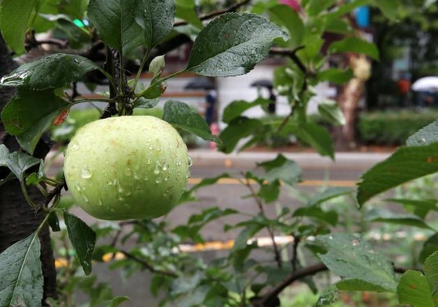 본문 이미지 - 자료사진/뉴스1 ⓒ News1 김진환 기자