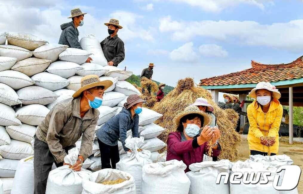 본문 이미지 - (평양 노동신문=뉴스1) = 북한 노동당 기관지 노동신문은 12일 "자랑찬 승리의 해에 온 나라에 소문을 낸 다수확 작업반＂이라며 황해남도 연안군 도남협동농장 제12 작업반 농장원들의 이야기를 조명했다. [국내에서만 사용가능. 재배포 금지. DB 금지. For Use Only in the Republic of Korea. Redistribution Prohibited] rodongphoto@news1.kr