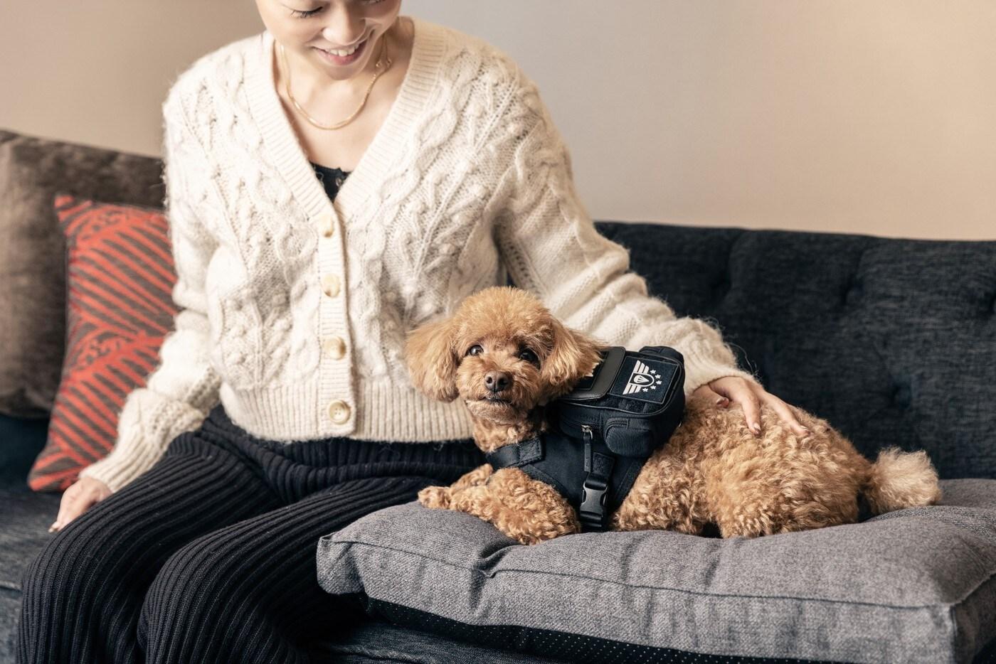 본문 이미지 - 그랜드 머큐어 앰배서더 호텔의 '멍 프렌들리 서비스' 하네스