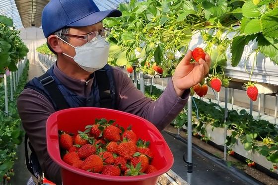 본문 이미지 - 무농약 딸기 재배 모습.(자료사진) ⓒ 뉴스1 최창호 기자