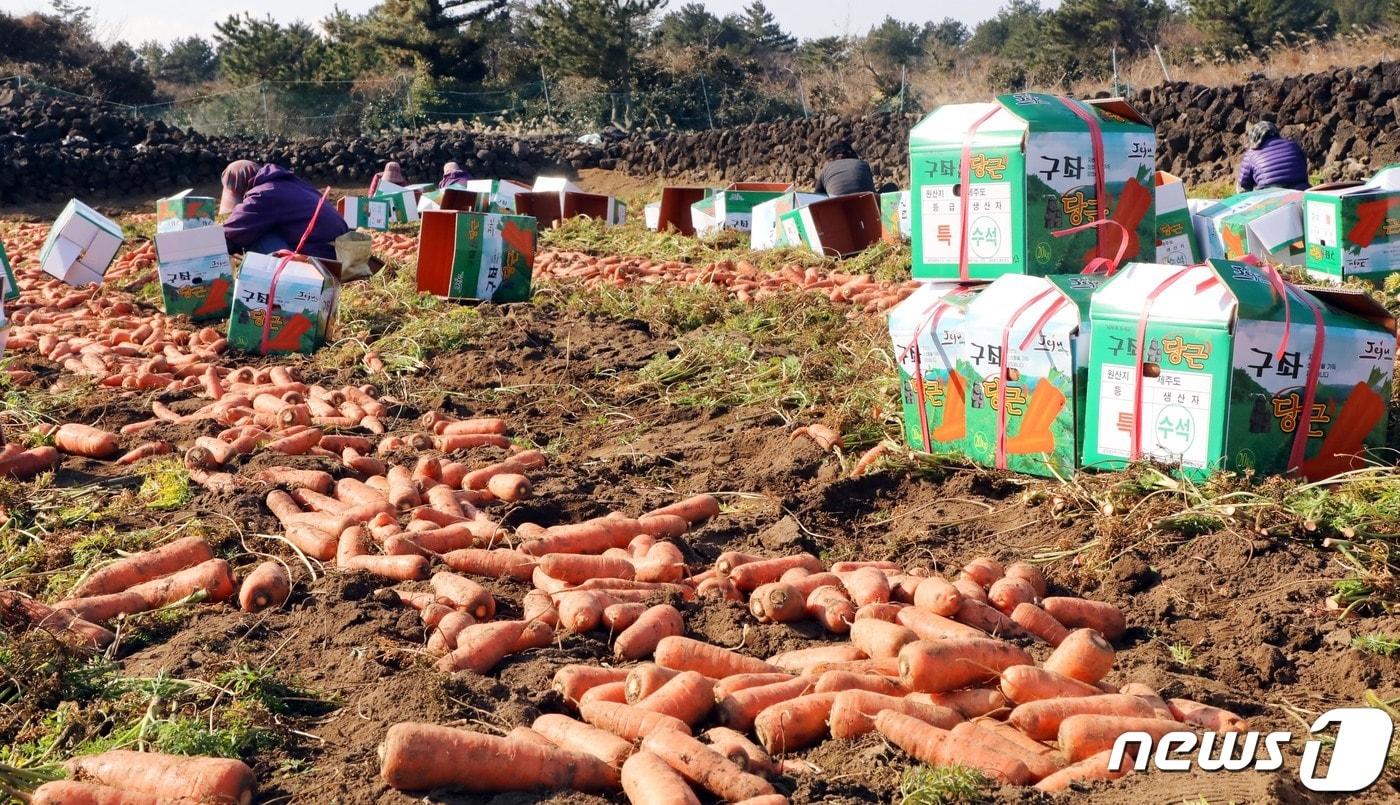 제주에서 농업에 종사할 수 있는 '외국인 계절근로자'의 범위가 유학생과 결혼이민자의 본국 거주 가족들까지 확대된다. 제주 구좌읍 행원리의 한 당근밭에서 농민들이 당근을 수확하고 있다. 2022.1.19/뉴스1 ⓒ News1 오현지 기자