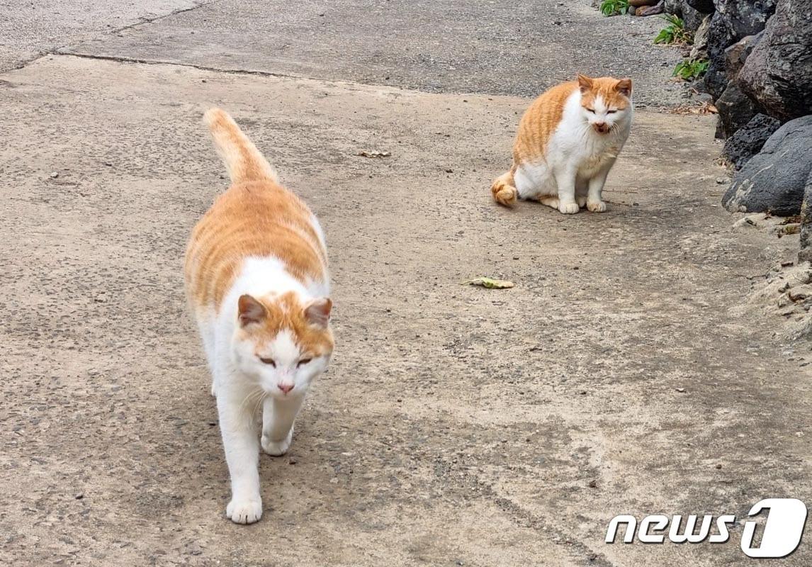 본문 이미지 - 가파도 길고양이. 2022.1.31/뉴스1ⓒ News1