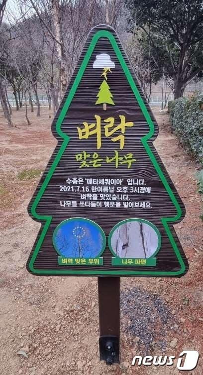 본문 이미지 - 경남도청 서부청사  벼락맞은  나무안내판(경남도 제공)ⓒ 뉴스1