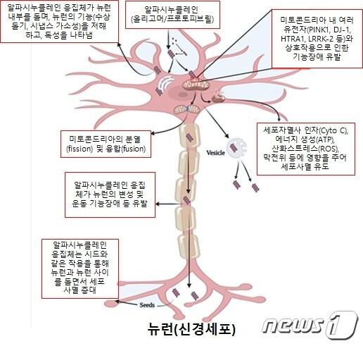 본문 이미지 - 알파시누클레인 응집체에 의한 뉴런에서의 미토콘드리아 기능장애 및 세포사멸 모식도(KBSI 제공)ⓒ 뉴스1