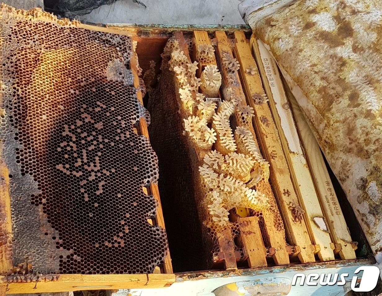 본문 이미지 - 해남 양봉농가의 텅빈 벌통ⓒ 뉴스1