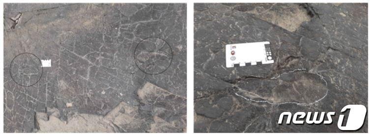 본문 이미지 - 학술적 가치가 높은 이족보행 악어 발자국으로 추정되는 화석이 발견됐다. (김희섭 수성구의원 제공) ⓒ 뉴스1