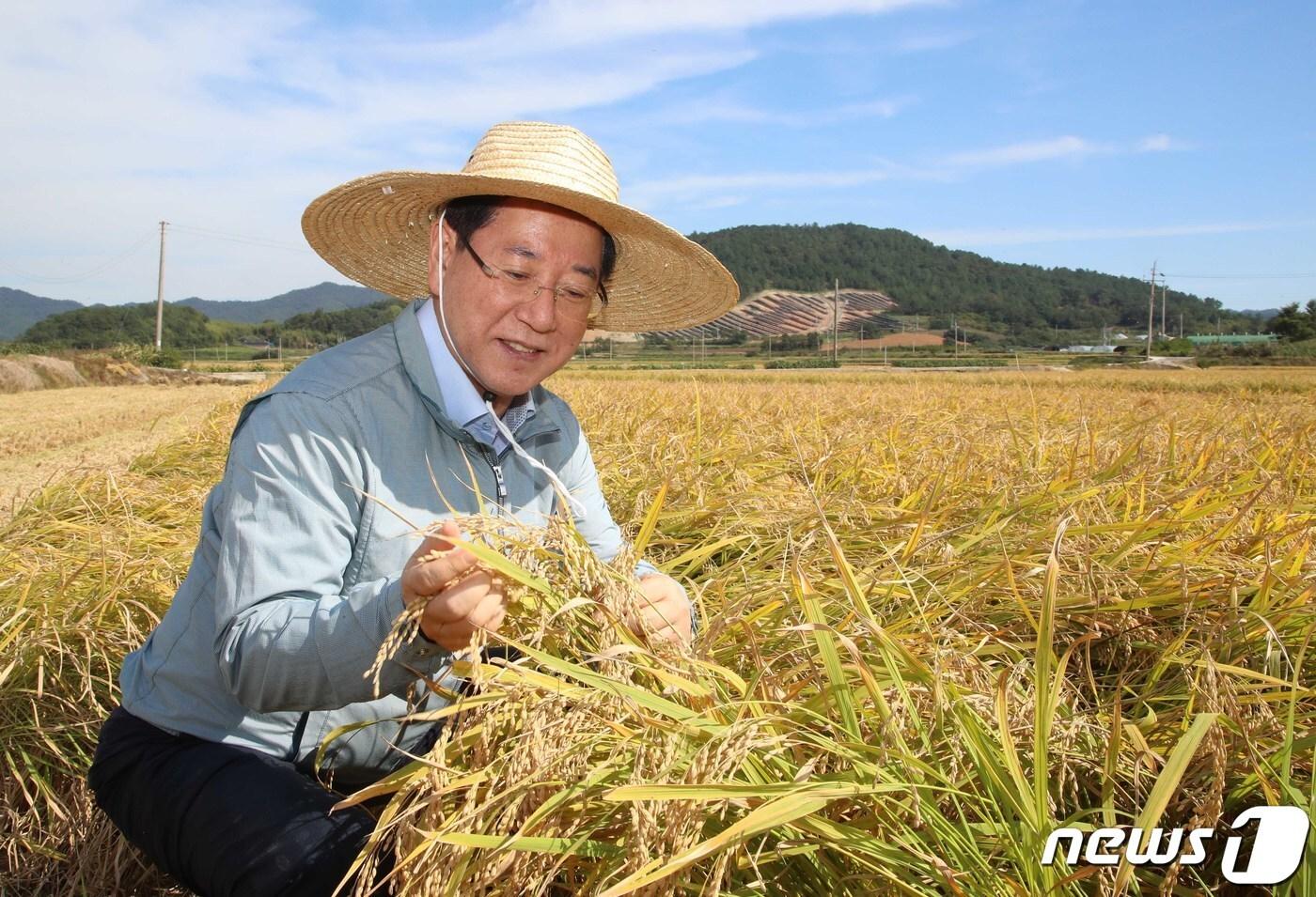 본문 이미지 - 김영록 전라남도지사가 1일 벼 수확이 한창인 해남군 옥천면 들녘을 찾아 누렇게 잘 여물은 벼 이삭을 살펴보고 있다.(전남도 제공) 2022.10.1/뉴스1 