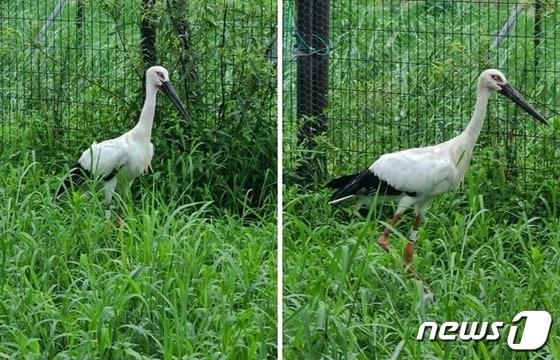 본문 이미지 - 지난달 충남 예산군에서 경남 김해로 옮겨진 황새 금이(왼쪽)와 관이. (김해시 제공)