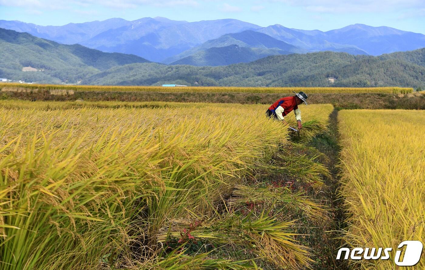 벼 수확. 2022.10.13/뉴스1