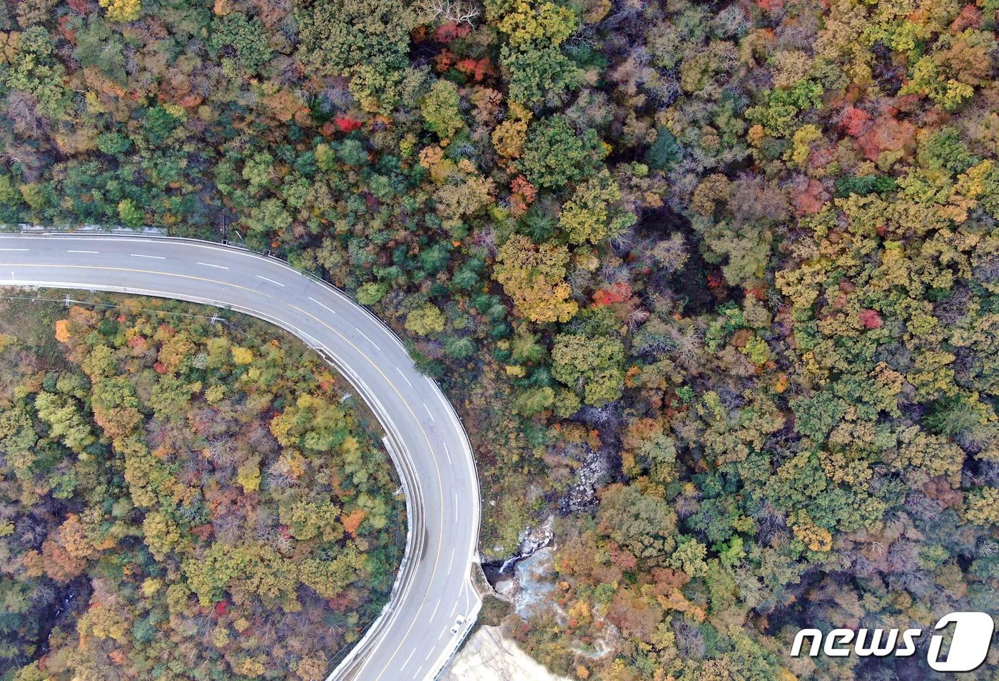 2022년 가을  강원 평창군 오대산 자락 진고개 단풍. ⓒ News1 