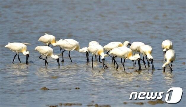 본문 이미지 - 서천갯벌에서 서식 활동 중인 저어새 무리. (충남지속가능발전협의회 제공)