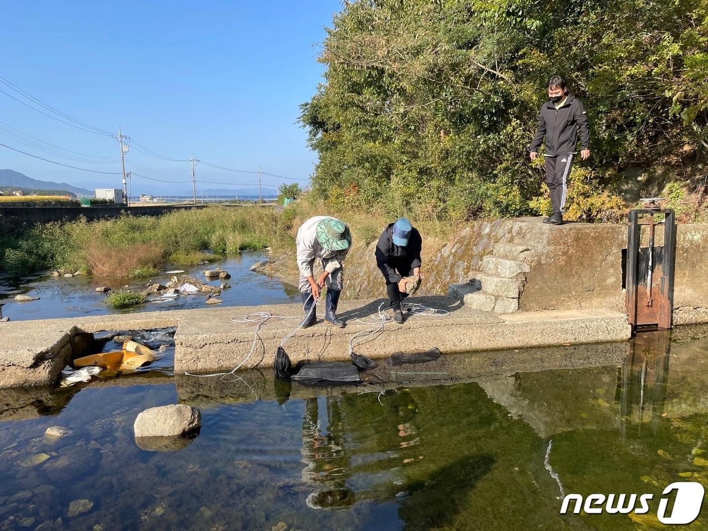 본문 이미지 - 민물고기연구센터 관계자들이 은어 수정란을 방류하고 있다. (경남도 제공)
