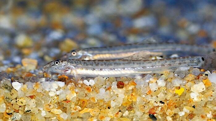 본문 이미지 -  천연기념물 '미호종개'. (국립문화재연구원 제공) 