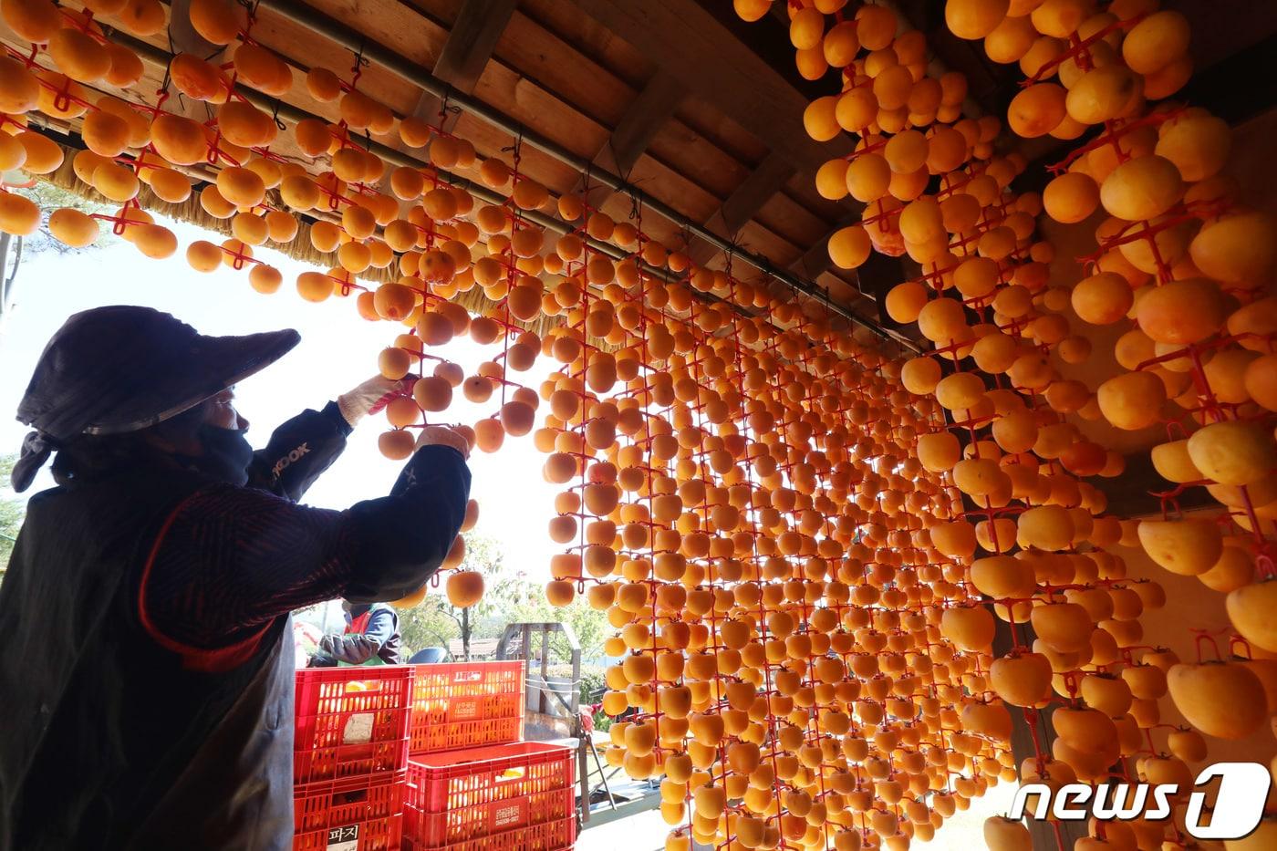 서리가 내린다는 절기 상강(霜降)을 나흘 앞두고 삼백(三白·곶감, 누에, 쌀)의 고장 상주에서 곶감 만들기 작업이 한창이다. 19일 경북 상주시 외남면 상주곶감공원에서 주민들이 맛있는 곶감을 만들기 위해 올해 수확한 둥시 감을 깎아 타래에 주렁주렁 매달고 있다. 2022.10.19/뉴스1 ⓒ News1 공정식 기자