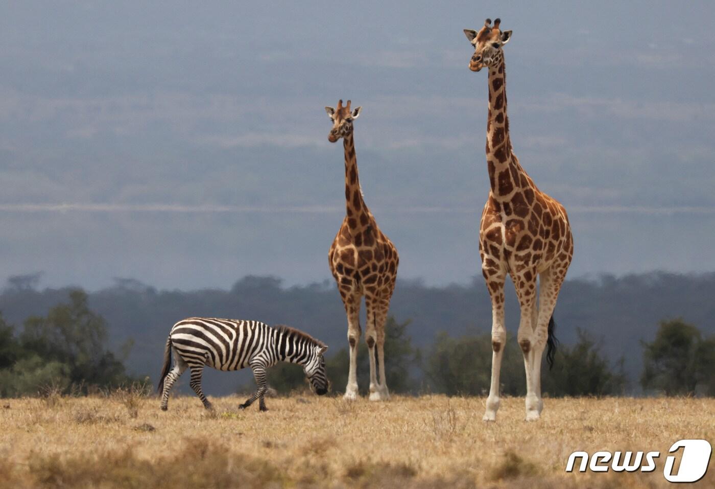 케냐 나쿠루 근처의 소이삼부 자연보호구역 평야에서 얼룩말이 기린들 앞을 지나가고 있다. 2022.07.29 ⓒ 로이터=뉴스1 ⓒ News1 한병찬 기자