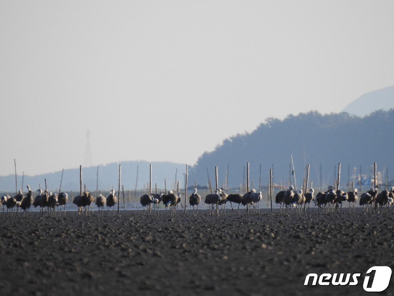 본문 이미지 - 19일 오후 전남 순천만 일대에서 올해 첫 관찰된 천연기념물 순천시 시조 흑두루미 무리.&#40;순천시 제공&#41;2022.10.20/뉴스1 ⓒ News1 김동수 기자