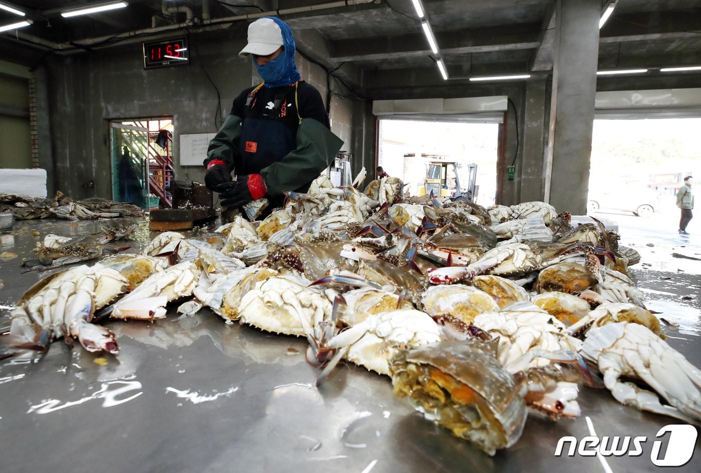 꽃게를 다듬는 인천 옹진군 연평도 어민들&#40;사진은 기사 내용과 무관함&#41; / 뉴스1 ⓒ News1