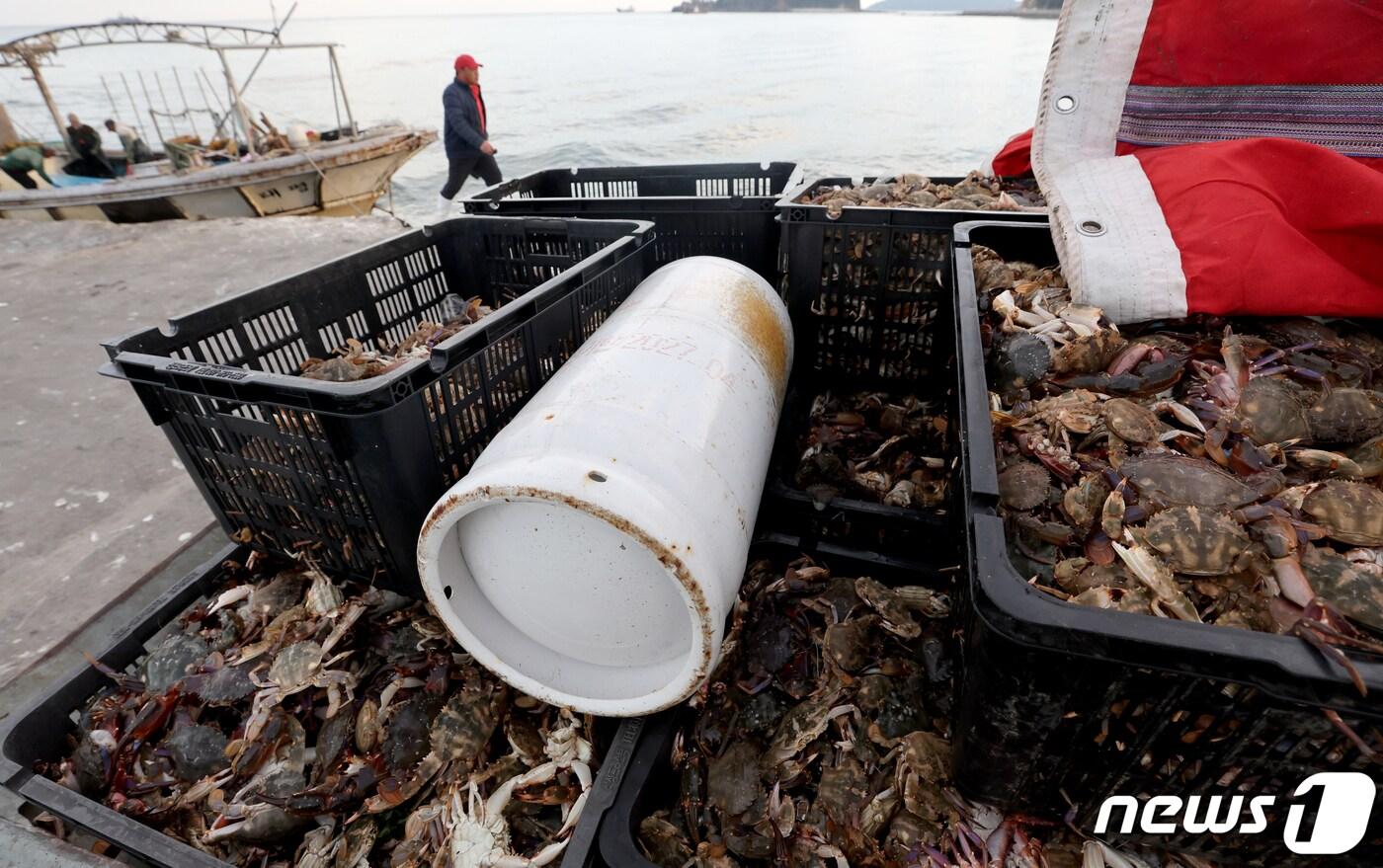 꽃게(사진은 기사 내용과 무관함) / 뉴스1 ⓒ News1