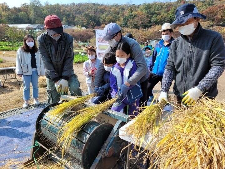 본문 이미지 - 관악도시농업축제 탈곡 체험(관악구 제공).
